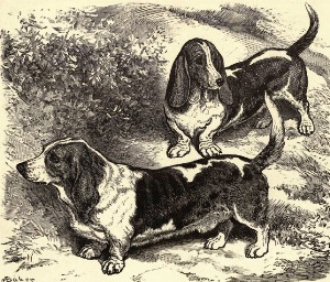 Basset Hounds de George R. Krehl (The Dogs of the British Islands)