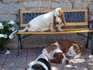 Basset Hound Morning Dew Sweepers